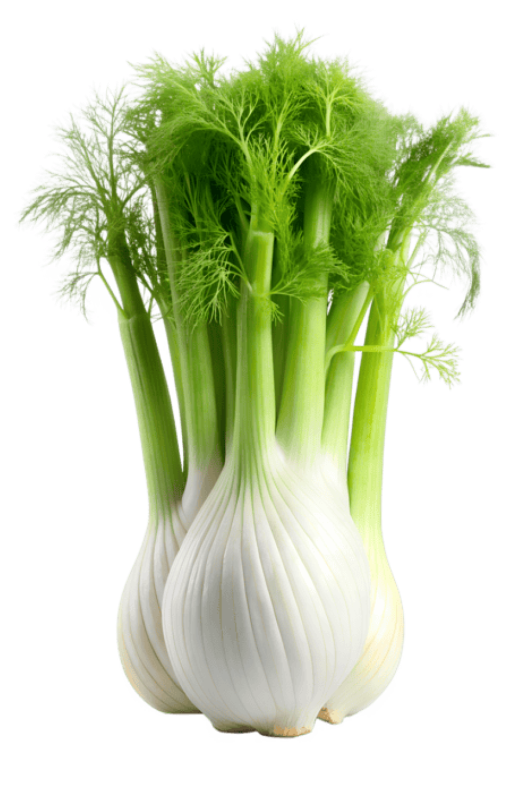FRESH FENNEL